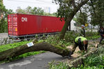 Дерево, поваленное штормовым ветром, который принес тайфун «Майсак», на одной из улиц города, 3 сентября 2020 года
