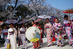 Во время сезона цветения сакуры в Токио, Япония, март 2020 года