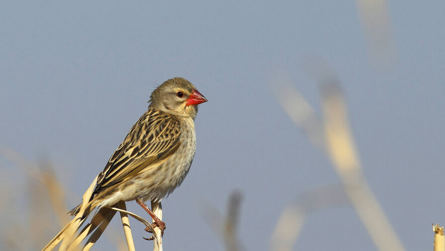 Зоологи обнаружили в Африке самую горячую птицу, способную разогреваться до 48 градусов