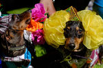 Собаки породы такса на «Такс-параде», посвященном Дню города, на Васильевском острове в саду Академии художеств в Санкт-Петербурге
