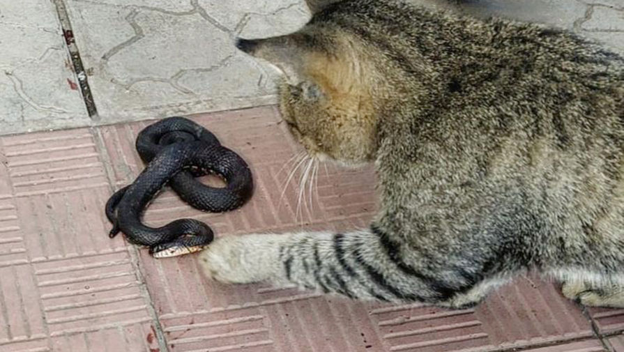 Ядовитую змею нашли на детской площадке в Москве