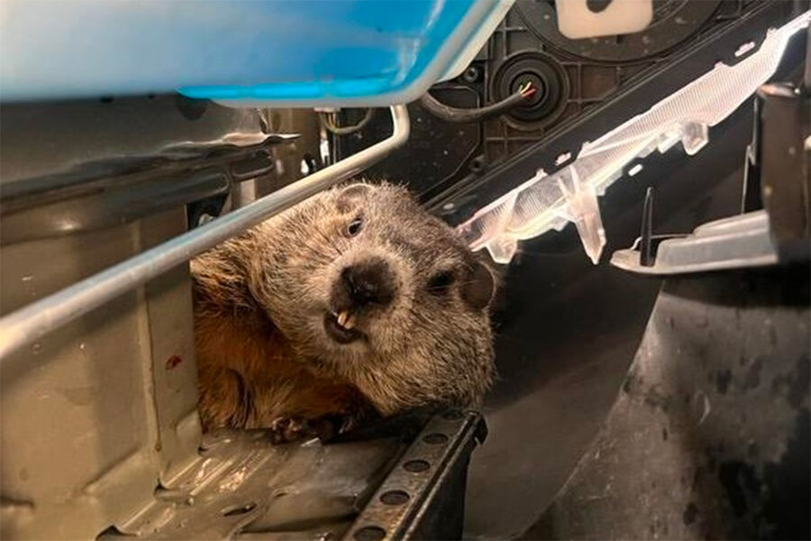 Marmota broweri. Машина сурок. Недовольный сурок. 2 февраля день сурка. День сурка / groundhog day (1993).