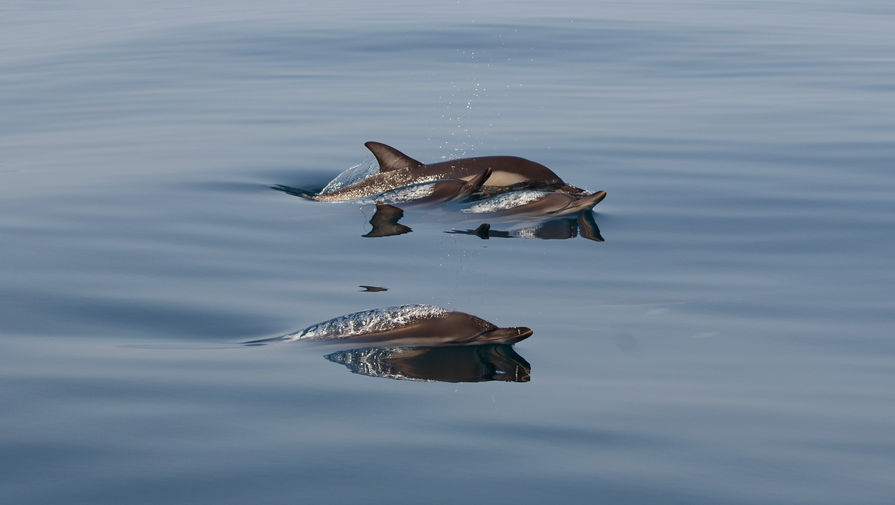 Росприроднадзор опроверг одну из предполагаемых причин гибели дельфинов в Черном море