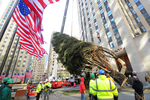 Монтаж главной рождественской елки США у здания Рокфеллер-центра на Манхэттене в Нью-Йорке, 11 ноября 2017 года
