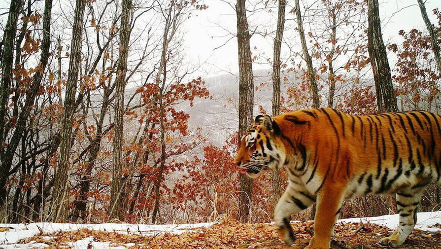 В Приморье амурский тигр вышел в село и загрыз собаку