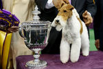 Победитель выставки Westminster Kennel Club Dog Show - фокстерьер по кличке Скай.