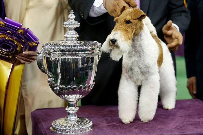 Победитель выставки Westminster Kennel Club Dog Show&nbsp;- фокстерьер по&nbsp;кличке Скай.