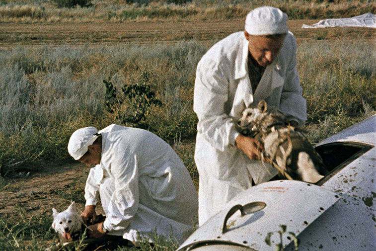 Врачи извлекают подопытных собак из&nbsp;кабины головной части геофизической ракеты на&nbsp;месте приземления, 20 августа 1960 года