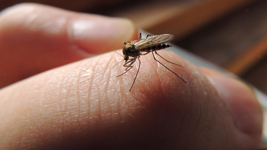 Специалист рассказал, почему комары кусают людей чаще животных