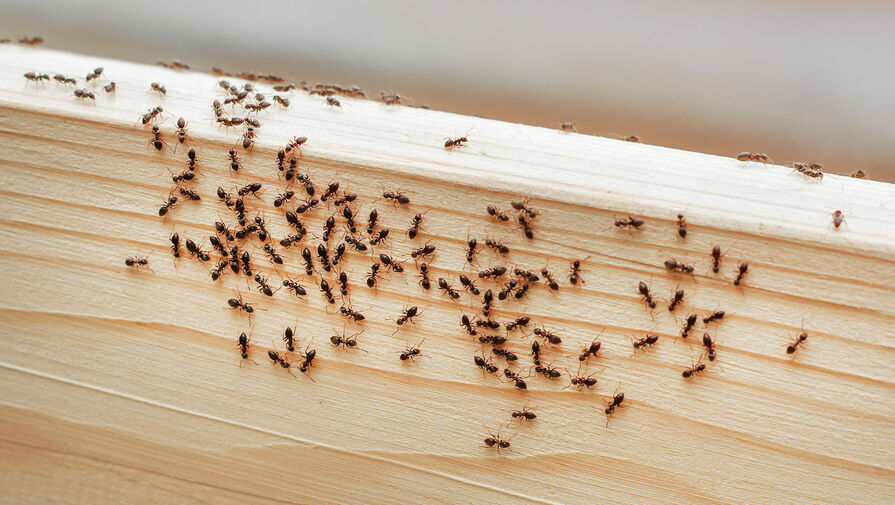 Как избавиться от муравьев дома или в квартире: эффективные способы и народные средства