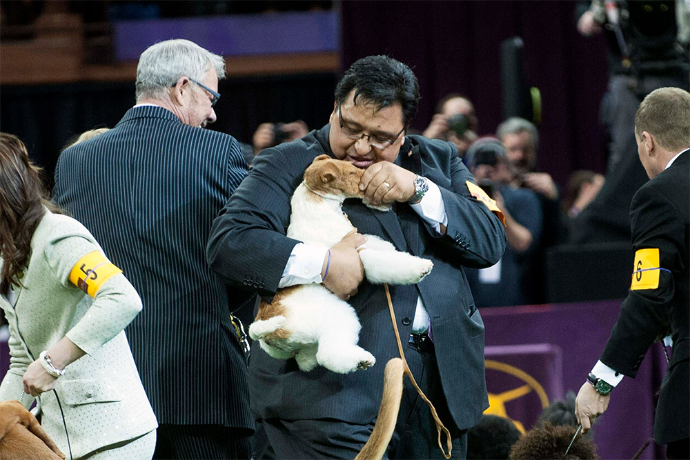 Победитель выставки Westminster Kennel Club Dog Show - фокстерьер по кличке Скай с хозяином
