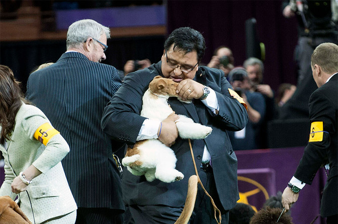 Победитель выставки Westminster Kennel Club Dog Show - фокстерьер по кличке Скай с хозяином