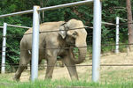 Слоненок в зоопарке Тбилиси