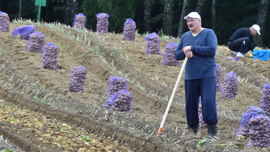 Президент Белоруссии Александр Лукашенко во время сбора урожая картофеля на своем участке, август 2017 года