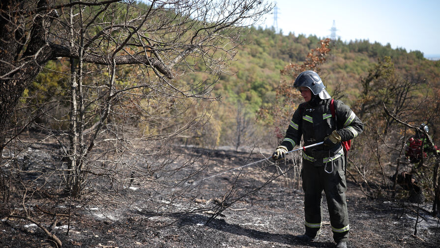 Ущерб от лесного пожара в Геленджике составил почти 92 млн рублей