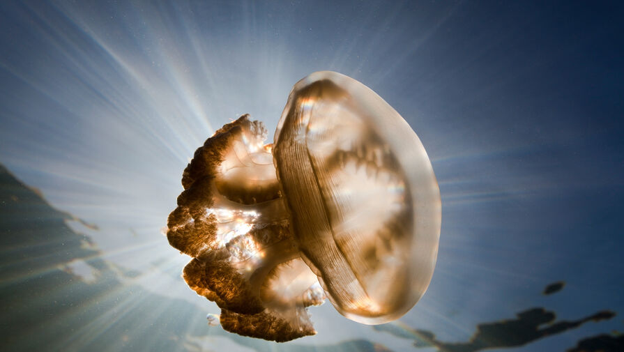 Эксперт рассказала отдыхающим в Сочи, что делать при контакте с медузами-корнеротами