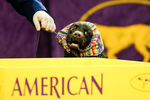 Во время 143-й международной выставки собак Westminster Kennel Club Dog Show в&nbsp;Нью-Йорке, 13 февраля 2019 года