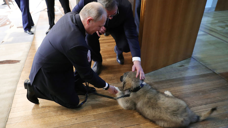 Президент России Владимир Путин и щенок шарпланинской овчарки, подаренный ему президентом Сербии Александром Вучичем, 17 января 2019 года
