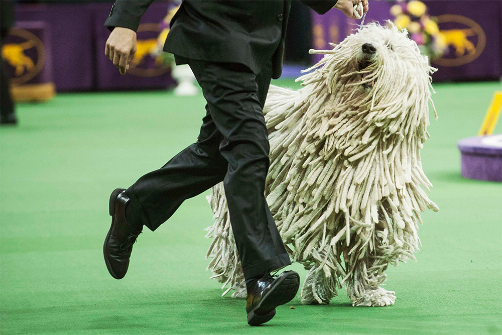 Комондор на выставке Westminster Kennel Club Dog Show