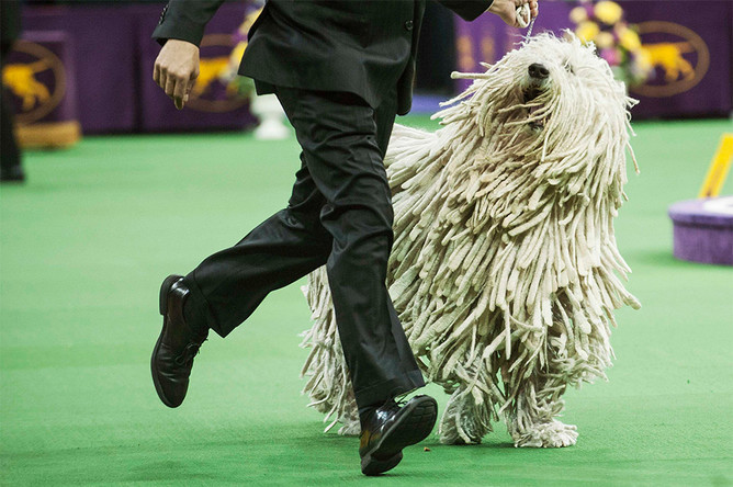Комондор на выставке Westminster Kennel Club Dog Show
