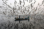 Лодка и чайки на реке Джамна в Нью-Дели, ноябрь 2017 года