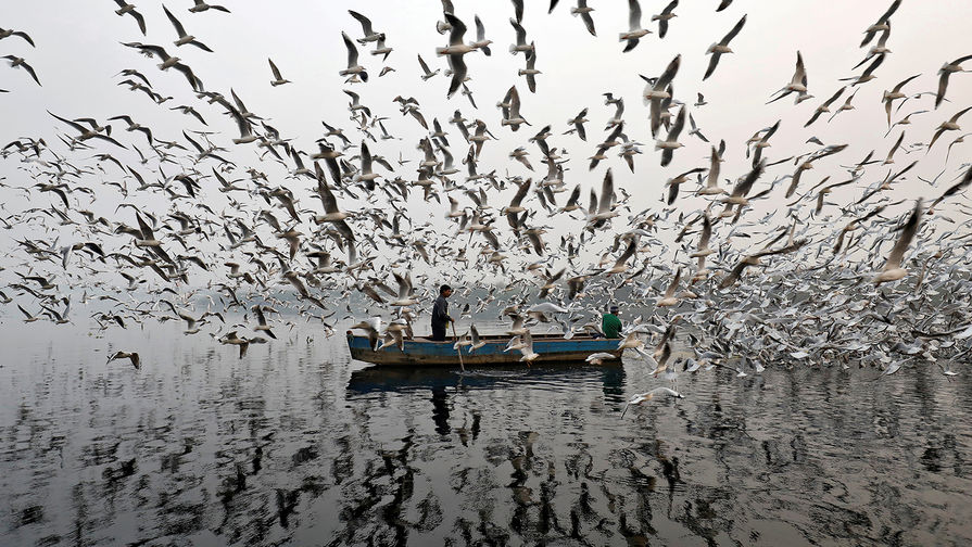 Лодка и чайки на&nbsp;реке Джамна в&nbsp;Нью-Дели, ноябрь 2017&nbsp;года