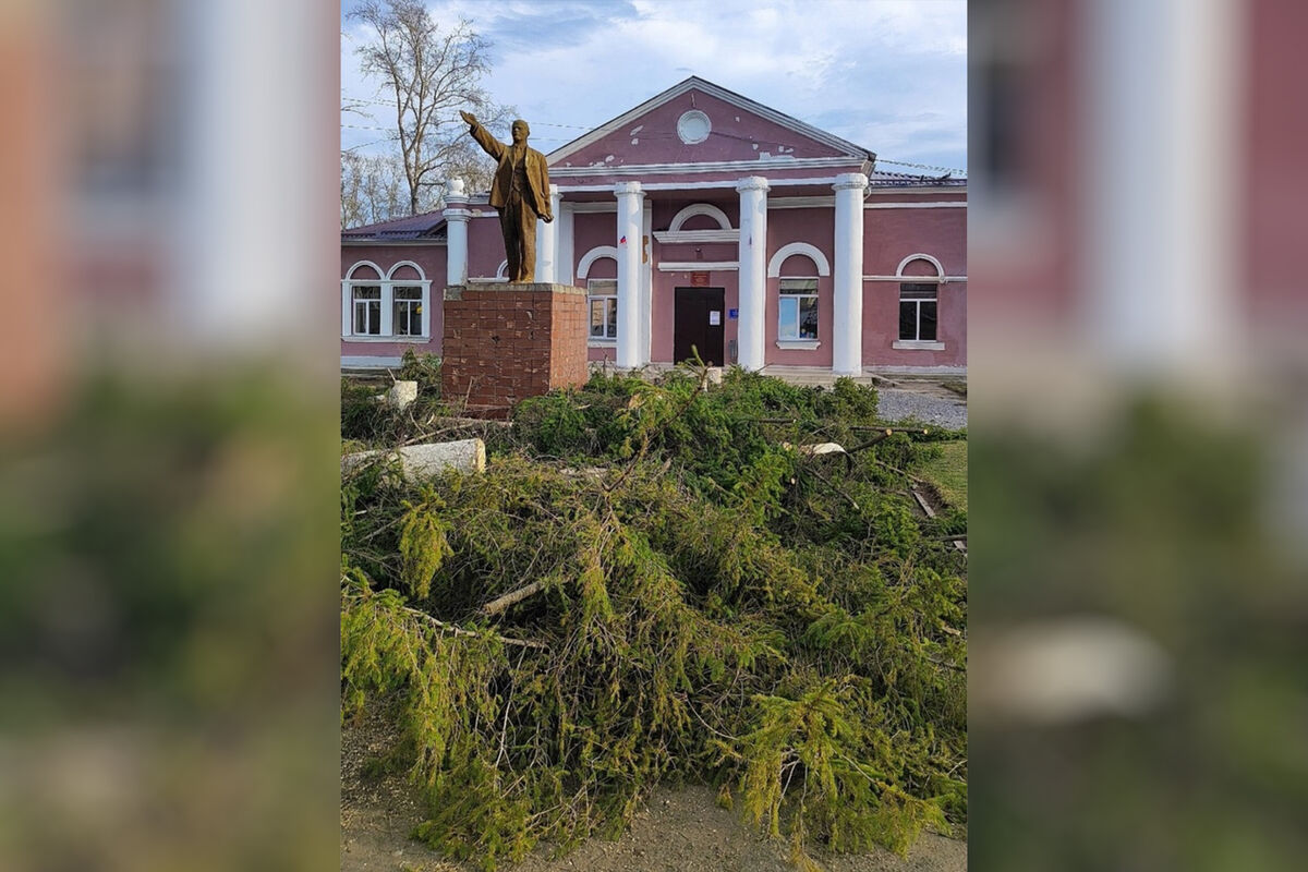 В Челябинской области срубили многолетние ели, чтобы перенести памятник  Ленину - Газета.Ru | Новости