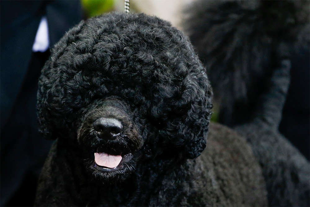 Португальская водяная собака на выставке Westminster Kennel Club Dog Show