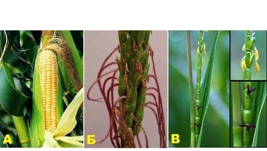Российские ученые создали гибрид кукурузы, способный самоклонироваться