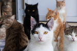 Кошки в&nbsp;приюте &laquo;Надежда на&nbsp;жизнь&raquo;, построенном по&nbsp;решению главы Чечни Рамзана Кадырова