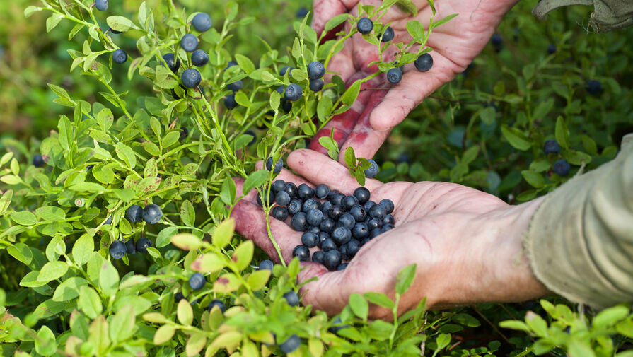 Нельзя драть такие деньги: в Госдуме возмутились ценами на ягоды