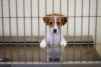 Зоозащитная организация PETA усыпляет 90% животных, переданных к ним в приют