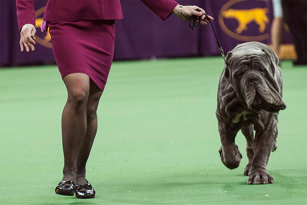 Неаполитанский мастиф на выставке Westminster Kennel Club Dog Show