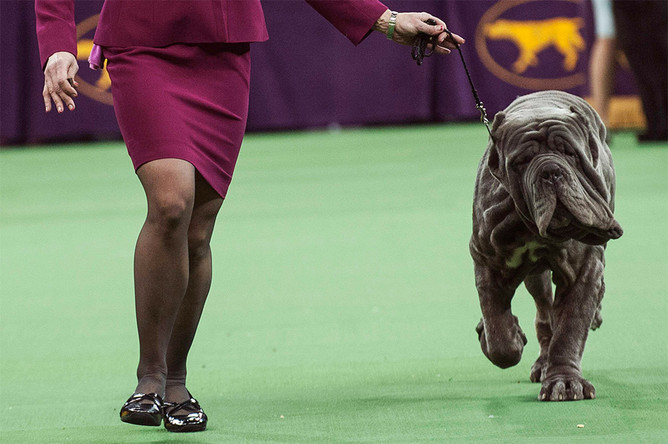 Неаполитанский мастиф на выставке Westminster Kennel Club Dog Show