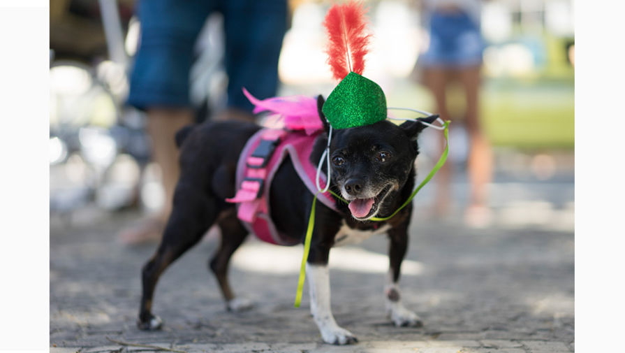 В&nbsp;Рио-де-Жанейро, на&nbsp;всемирно известном пляже Копакабана, прошел очередной ежегодный карнавал для&nbsp;собак