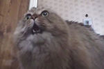 Кот Маркиз в оригинальном ролике «NONONONO Cat», скриншот