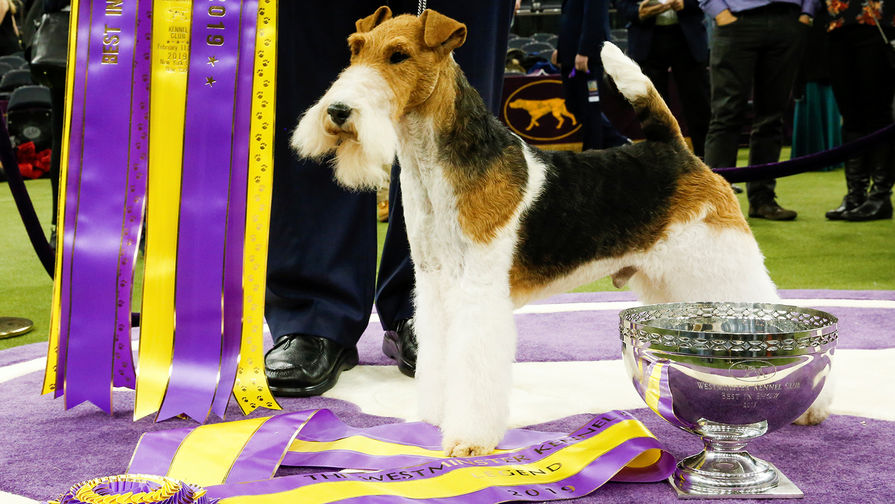 Победитель 143-й международной выставки собак Westminster Kennel Club Dog Show фокстерьер по&nbsp;кличке King, 13 февраля 2019 года