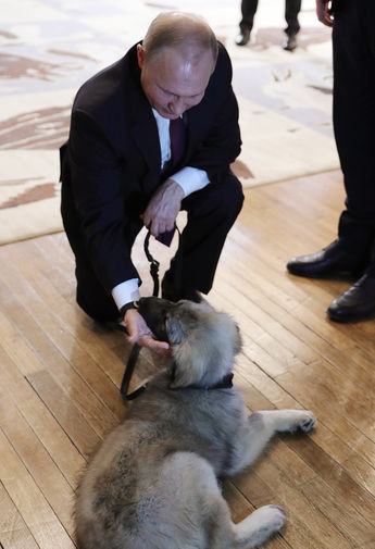 Президент России Владимир Путин и щенок шарпланинской овчарки, подаренный ему президентом Сербии Александром Вучичем, 17 января 2019 года
