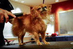 Чихуахуа во время подготовки к выставке Westminster Kennel Club Dog Show 