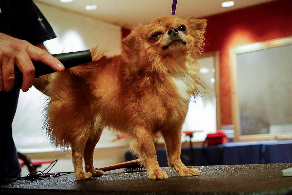Чихуахуа во время подготовки к выставке Westminster Kennel Club Dog Show