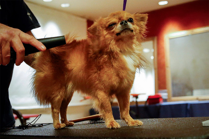 Чихуахуа во время подготовки к выставке Westminster Kennel Club Dog Show