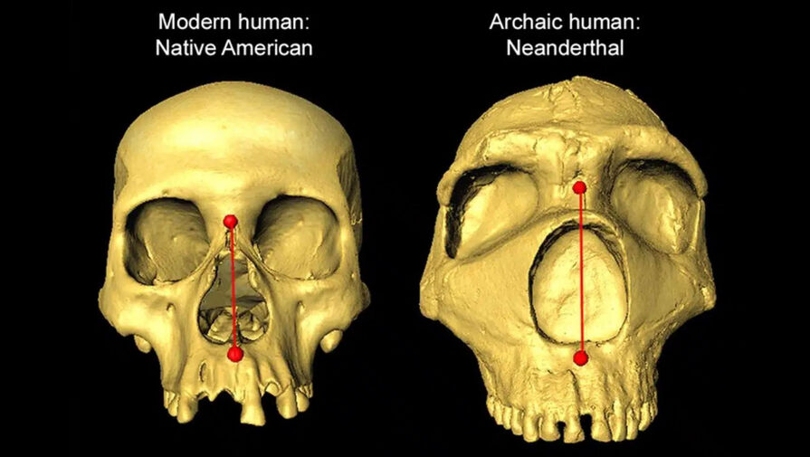 Ученые нашли полученный от неандертальцев ген, отвечающий за форму носа современных людей