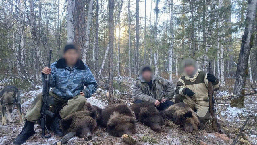 В Иркутской области браконьеры убили пребывающих в спячке медведицу и трех медвежат