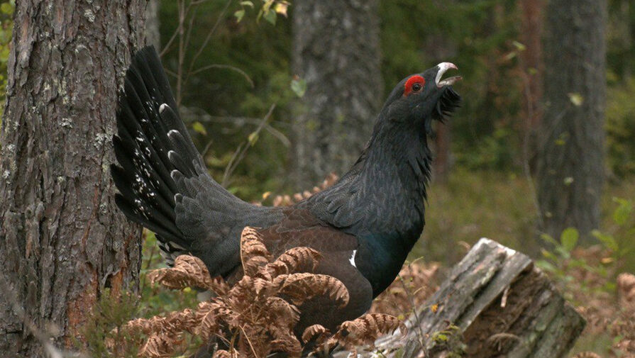 Может принять за соперника: названа самая опасная птица в лесу