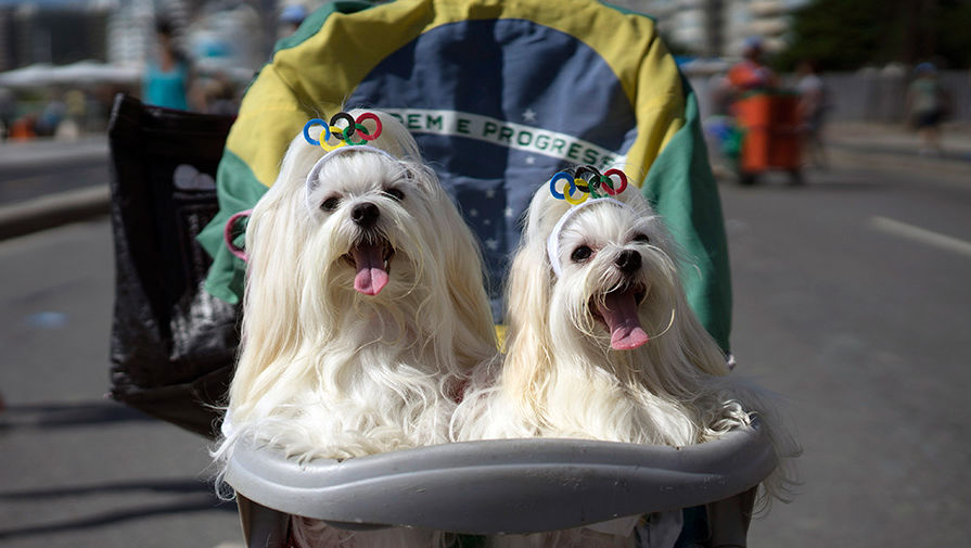 В&nbsp;Рио-де-Жанейро, на&nbsp;всемирно известном пляже Копакабана, прошел очередной ежегодный карнавал для&nbsp;собак