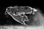 В категории «Черно-белая съемка» победил снимок «Прыжок» венгерский фотограф Чаба Дарочи