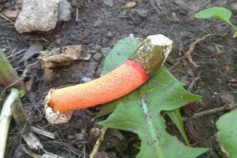 Виды собачьих членов