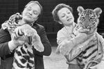 Мстислав и Долорес Запашные с тигрятами, 1980 год