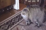 Кот Маркиз в оригинальном ролике «NONONONO Cat», скриншот