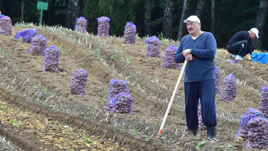 Батькина радость. Почему Белоруссии приходится покупать картошку